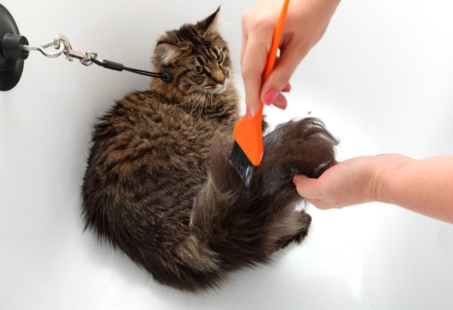 Коты в ошейниках