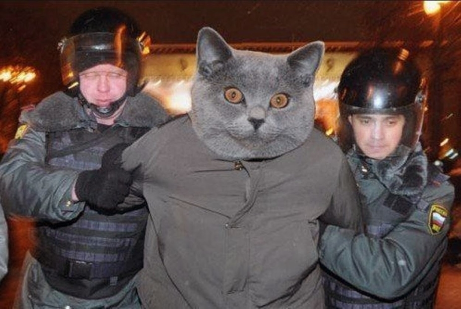 Кот арестован