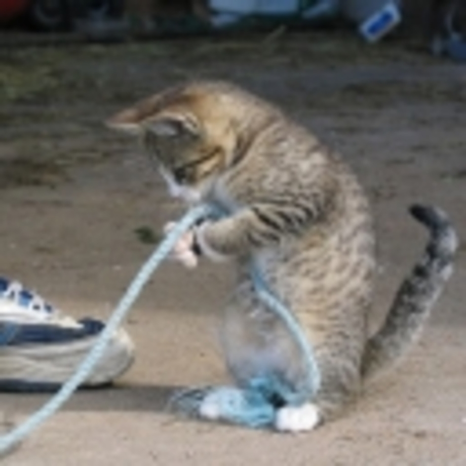 Кот шнурок