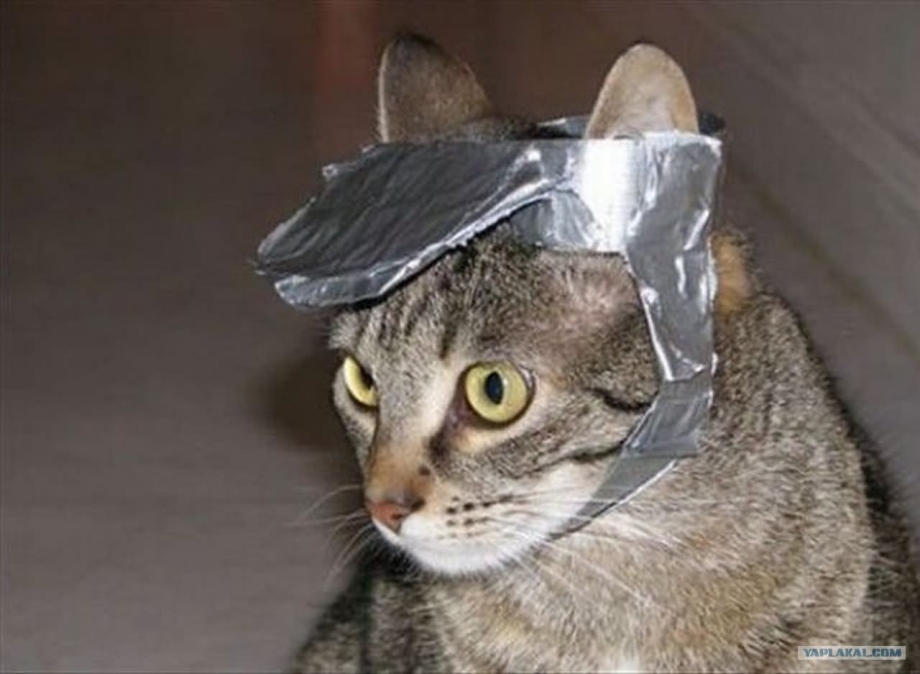 Кот и скотч
