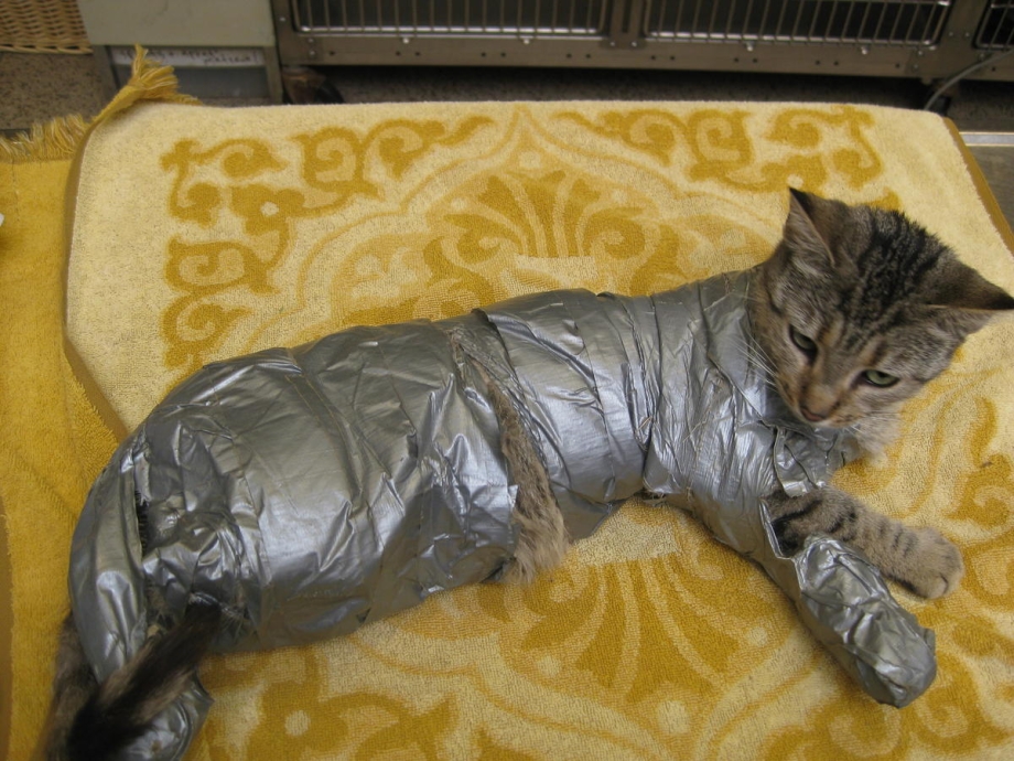 Кота замотали