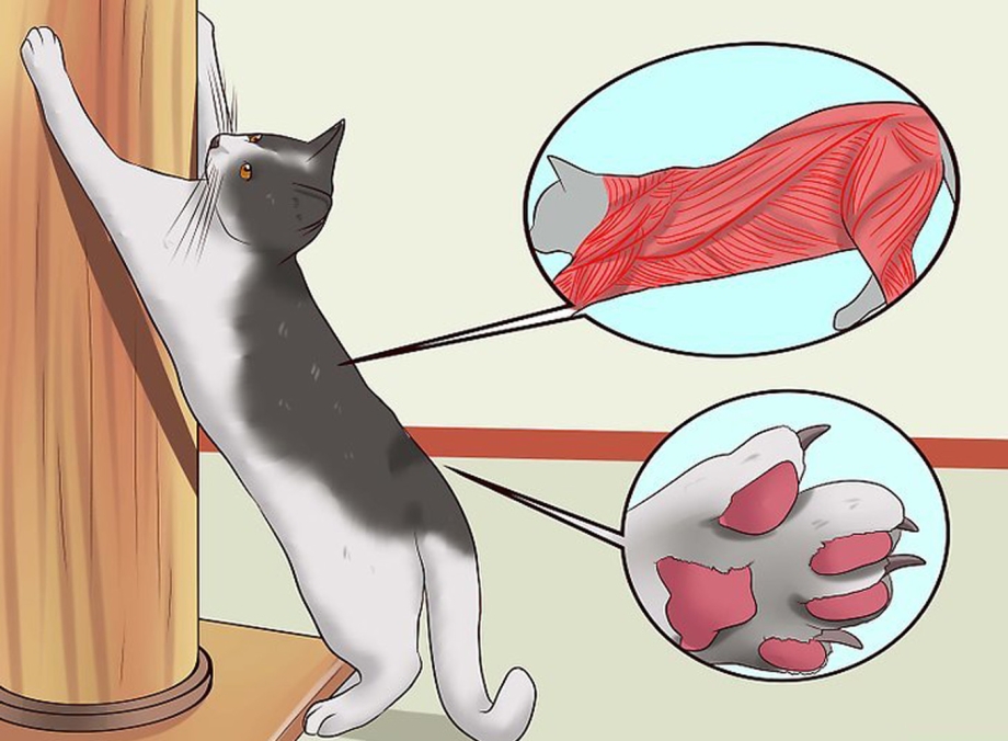 Фишки для котов