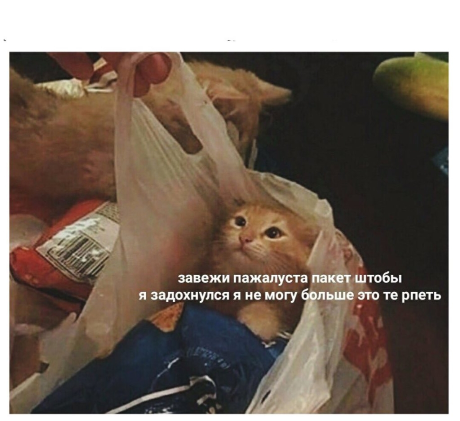 Поводок для кошек