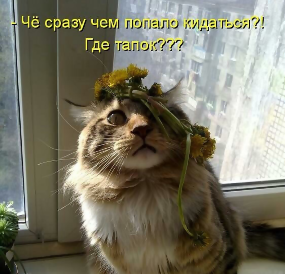 Ошейник на коте