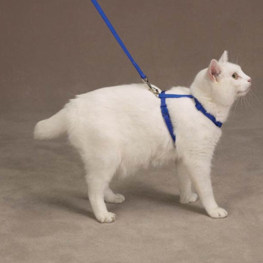Воротник для кота после кастрации