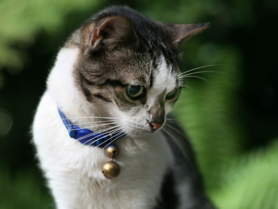 Кот изодрал