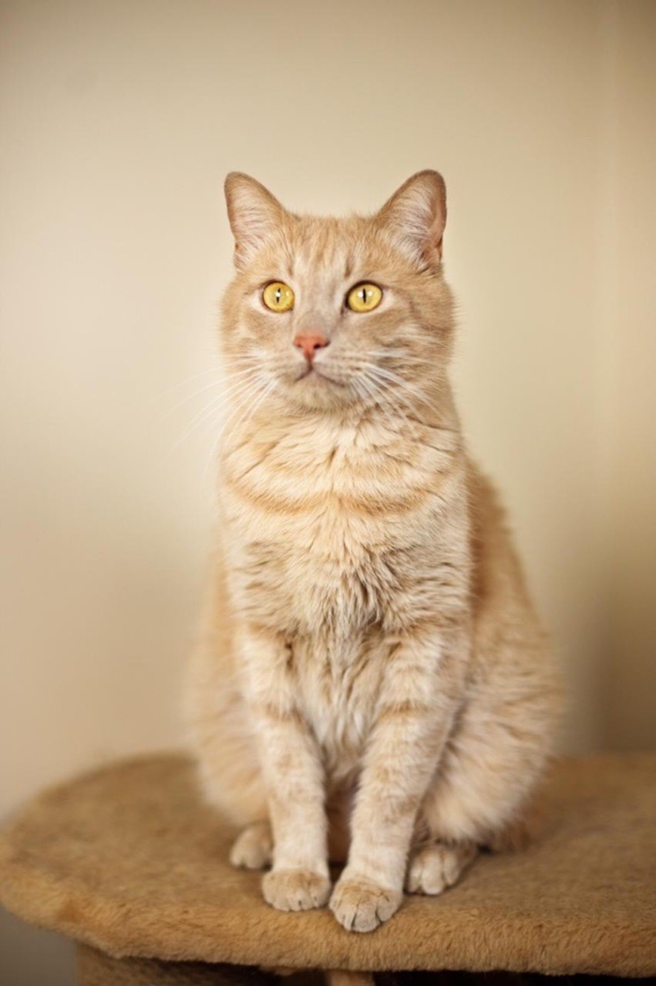 Кремовая кошка
