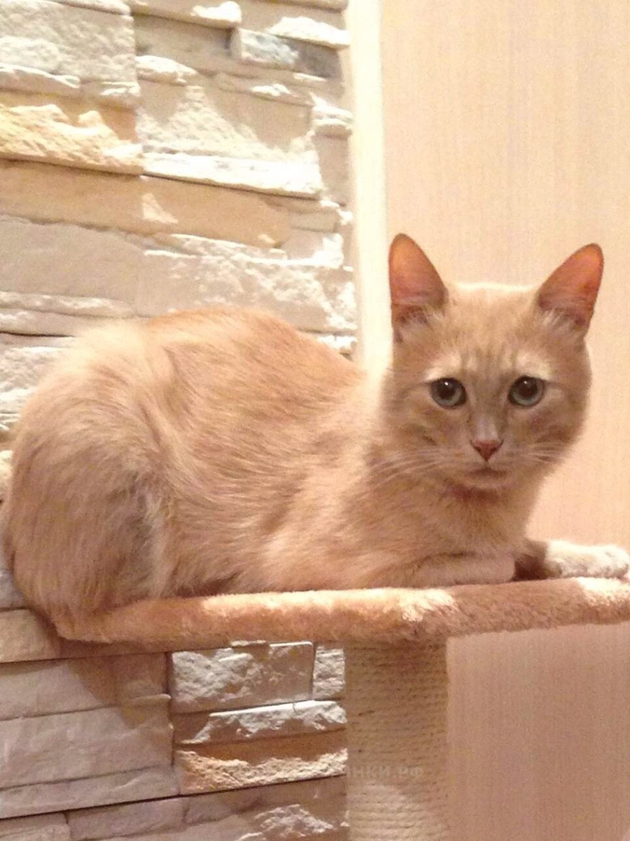 Палевый кот