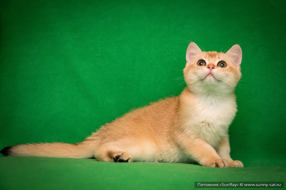 Котенок палевого окраса