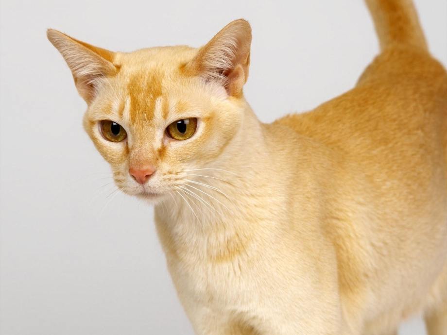Цейлонская кошка рыжая