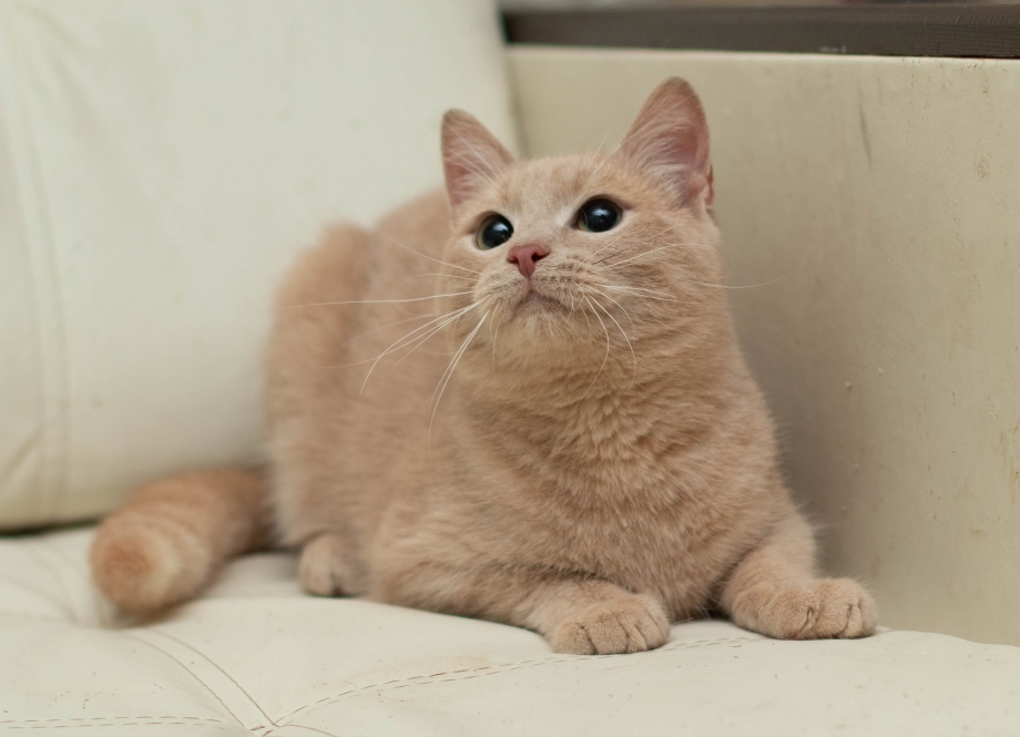 Котиков из России номера