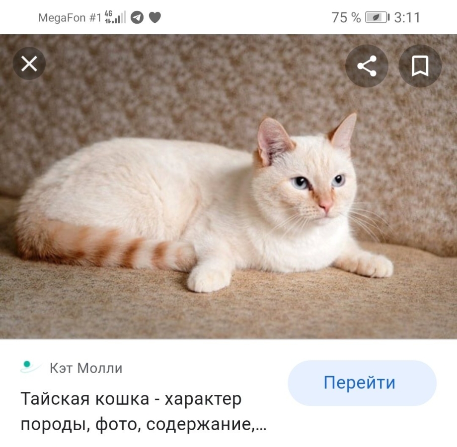 Тайская порода ред Пойнт