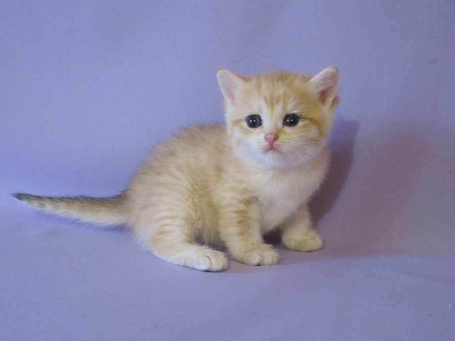 Котенок британец палевый