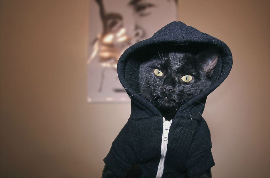 Крутой кот