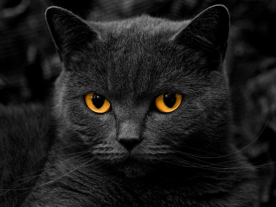 Шартрез кот черный