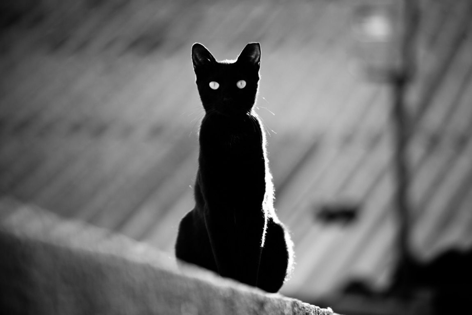 Черная кошка