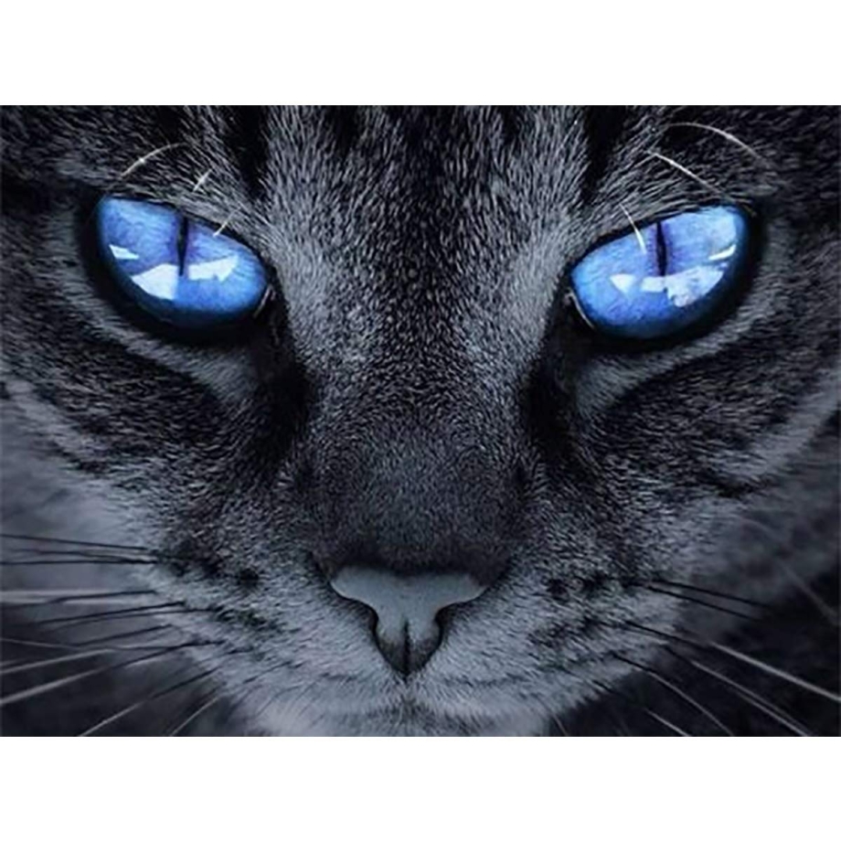 Кошка с голубыми глазами