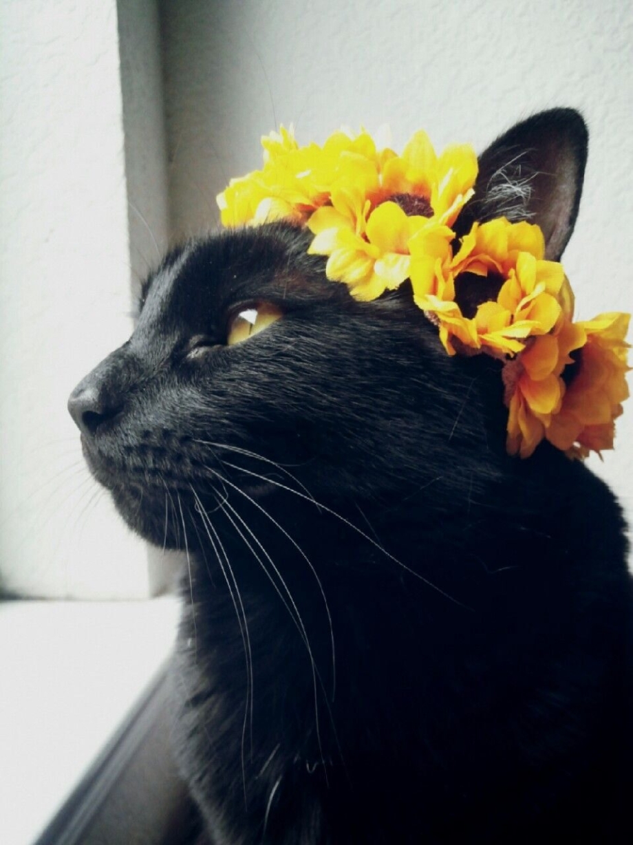 Кот в венке