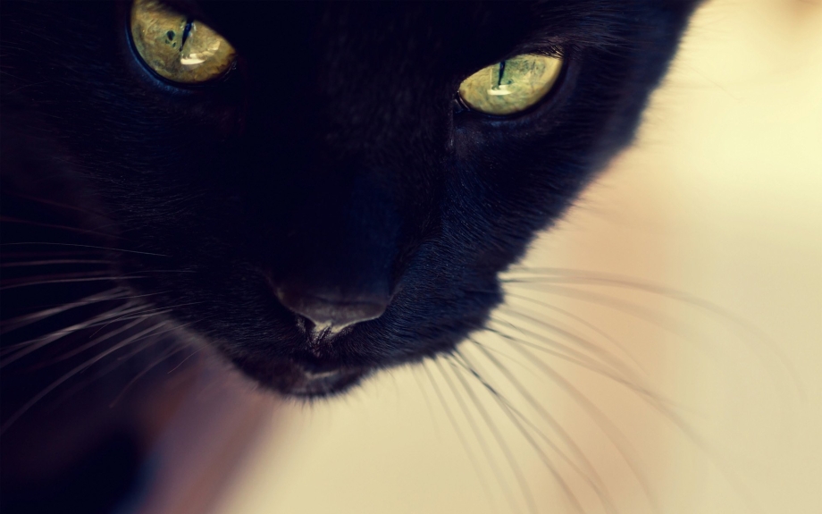 Черная кошка