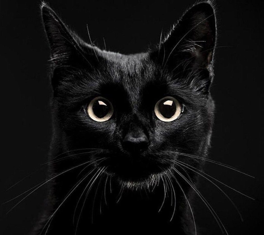 Черная кошка морда