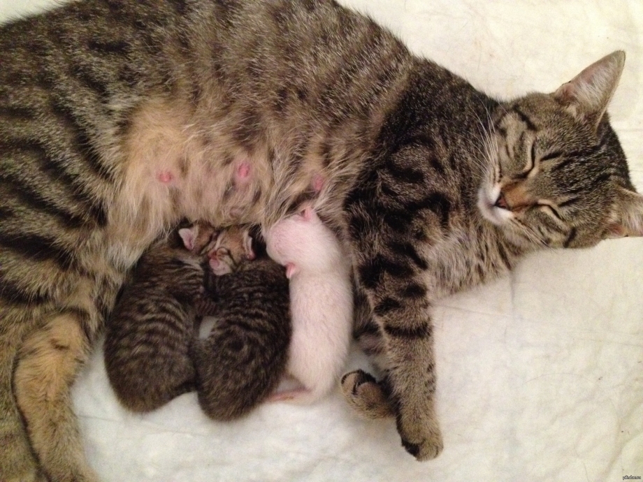 Кошка вскармоивает кота