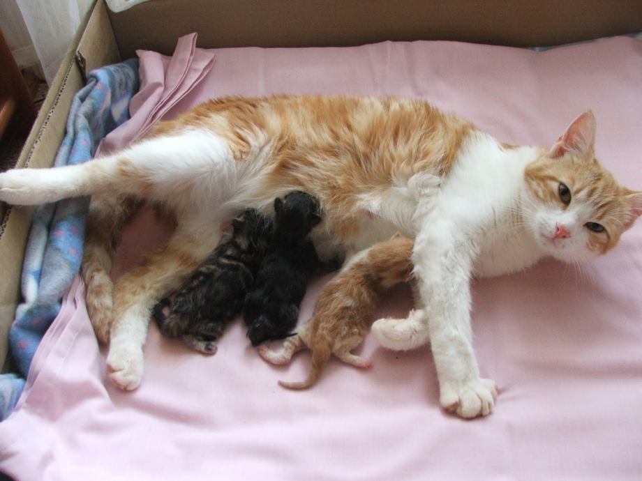 Кошка родившая 10 котят