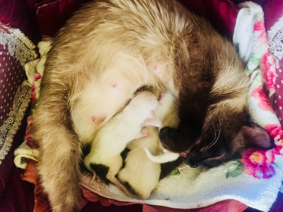 Кошка кормит котят