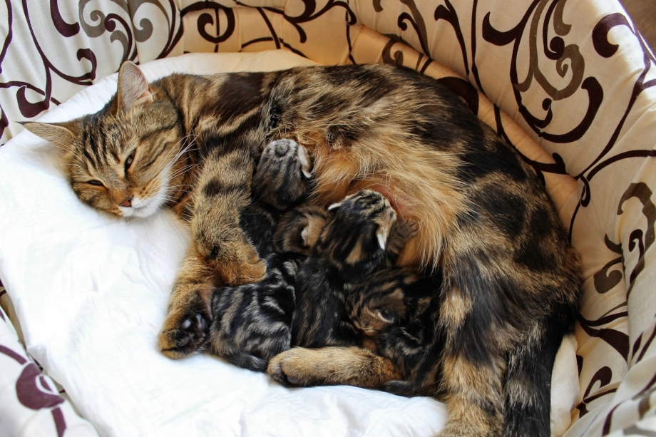 Гнездо для беременной кошки