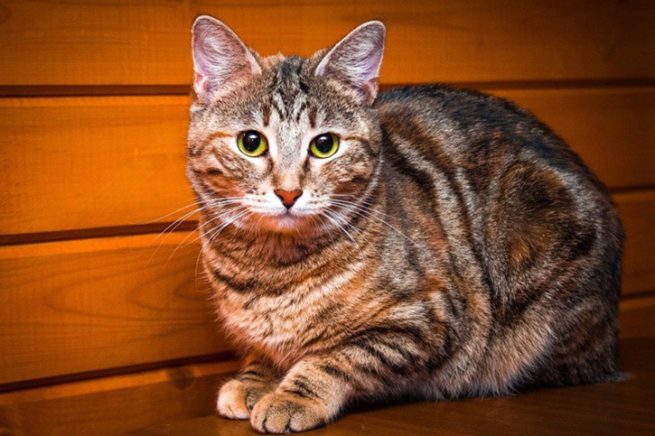 Карамель с кошкой