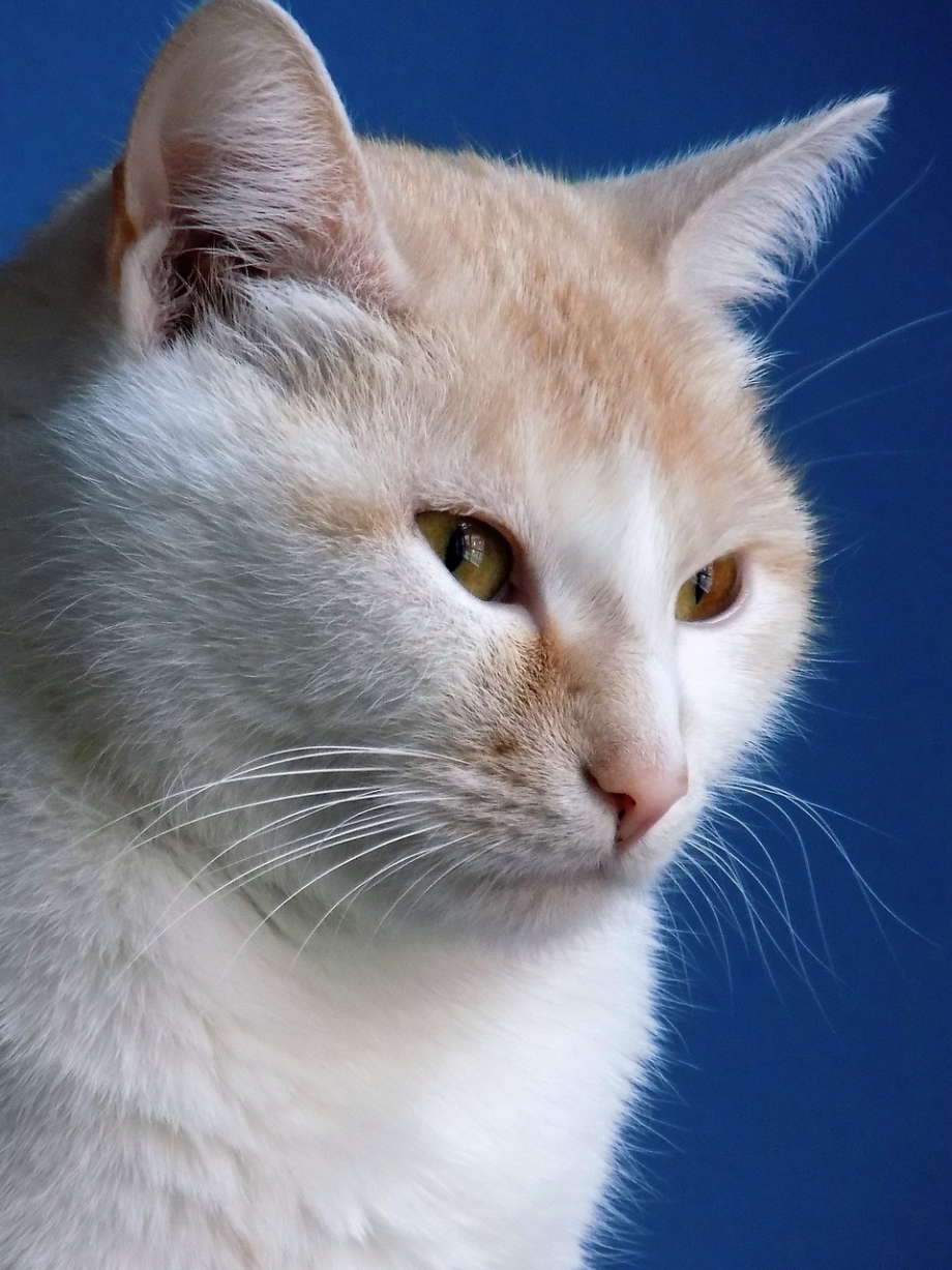Карамельная кошечка