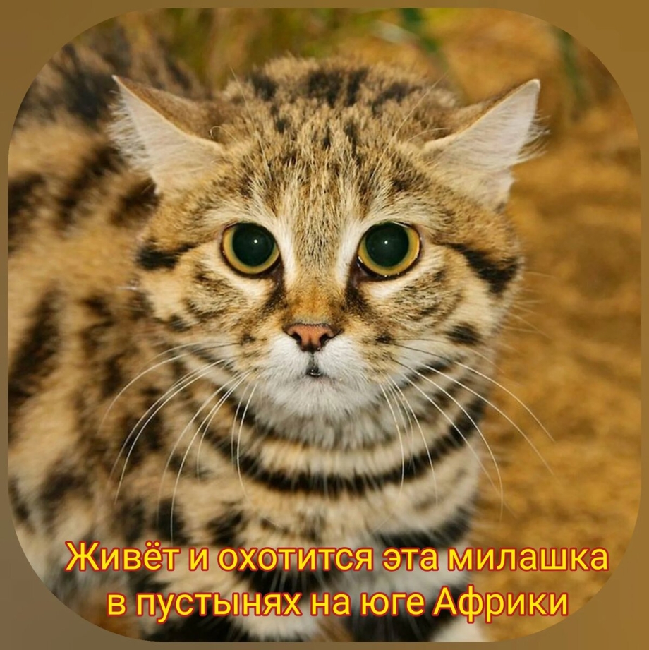 Дикая Африканская черноногая кошка