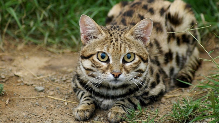 Пятнистая черноногая кошка