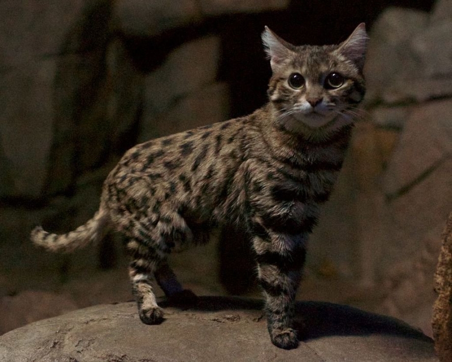 Дикая черноногая кошка