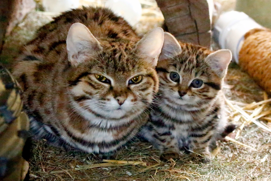 Черноногая кошка