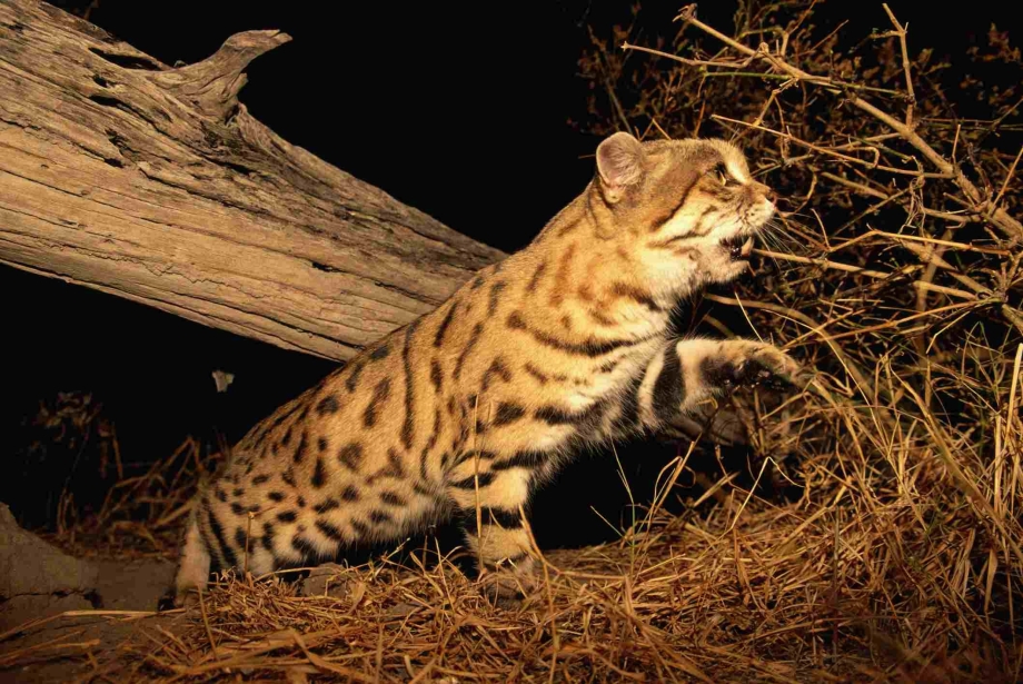 Африканский дикий кот черноногая кошка