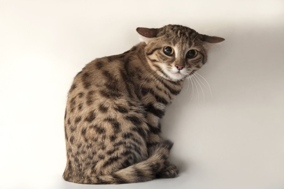 Черноногая кошка
