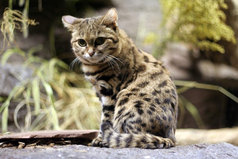 Дикая черноногая кошка