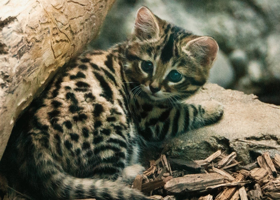 Африканская черноногая кошка