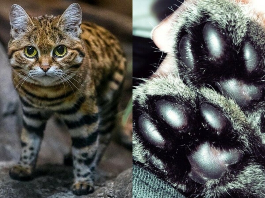 Африканский дикий кот черноногая кошка