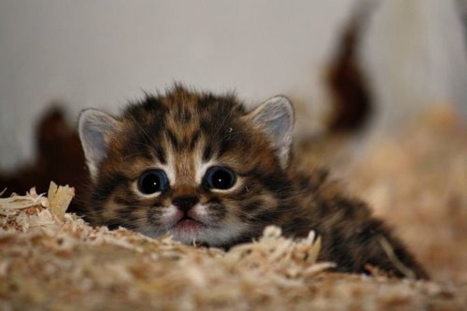 Маленькая кошка убийца