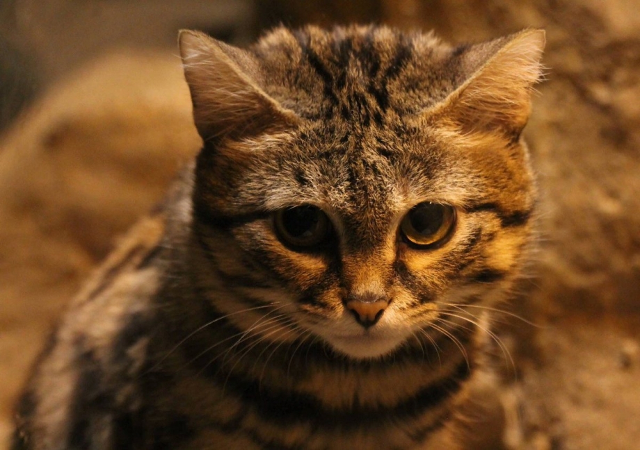 Черноногая кошка Размеры