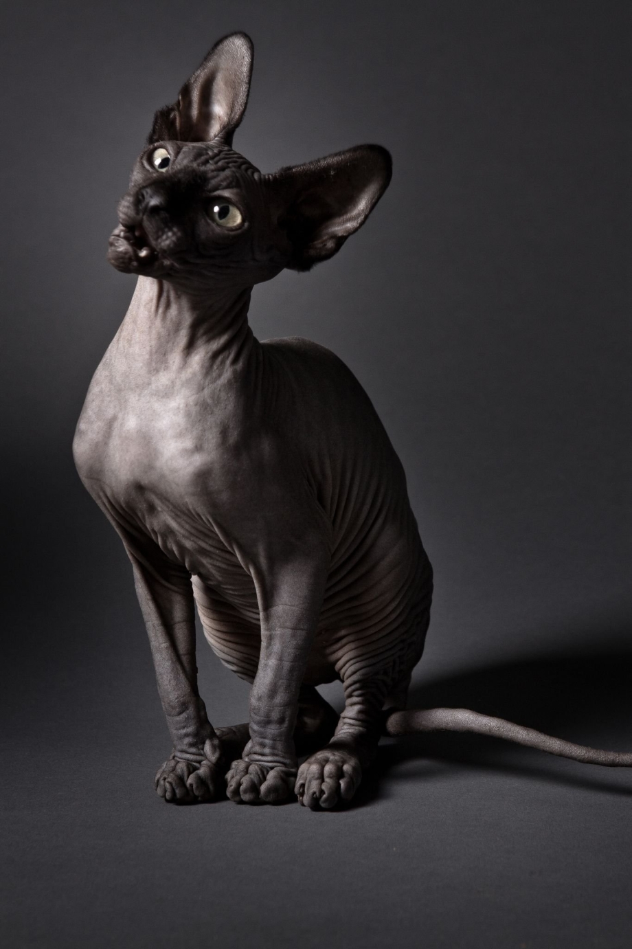 Коты сфинксы