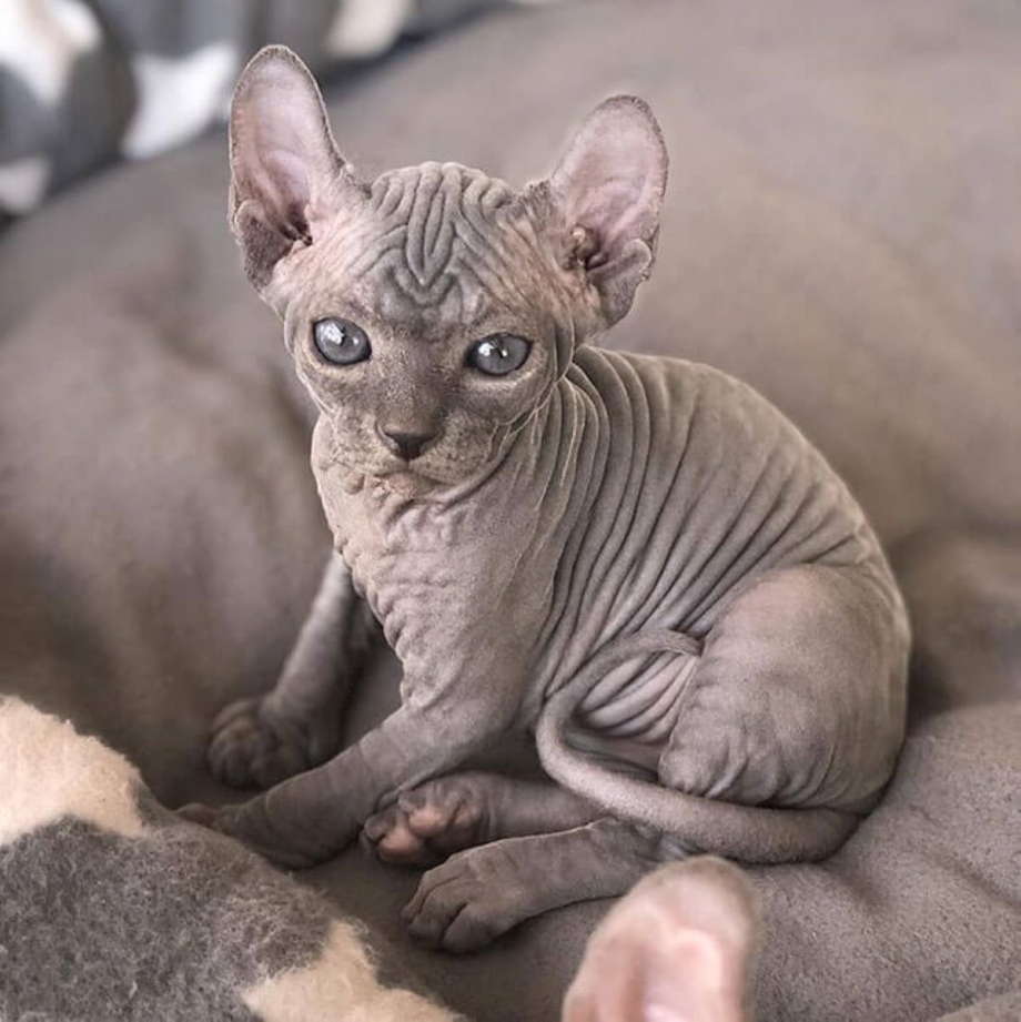 Коты породы сфинкс