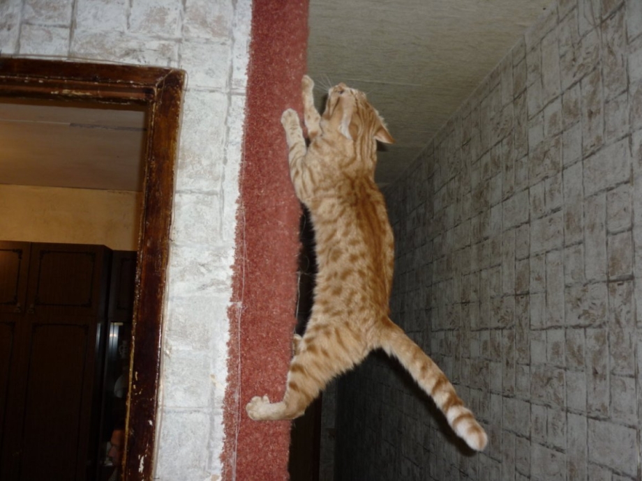 Кот царапает стену