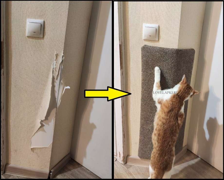 Декор стен которые подрал кот