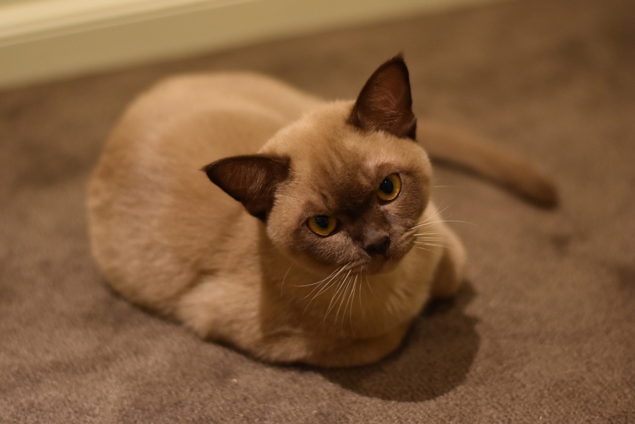 Британская Бурманская кошка