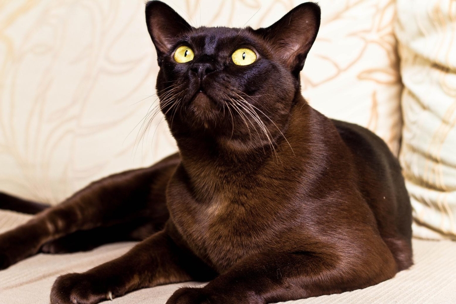 Бурманская кошка котята
