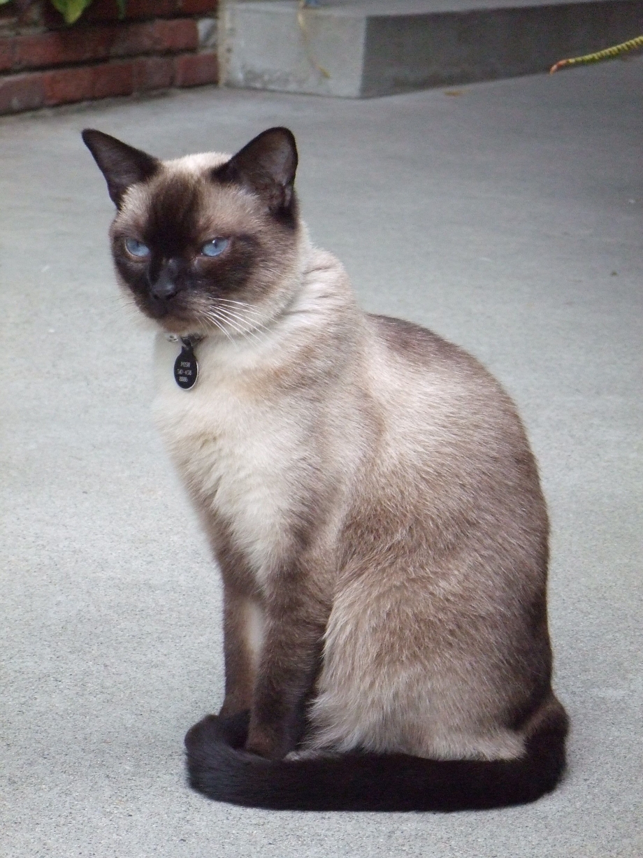 Сиамский кот метис