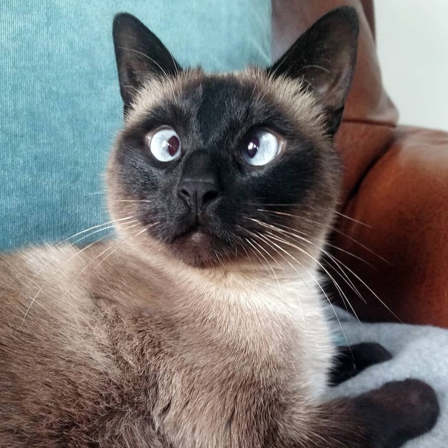 Кот британский смешанный с сиамским