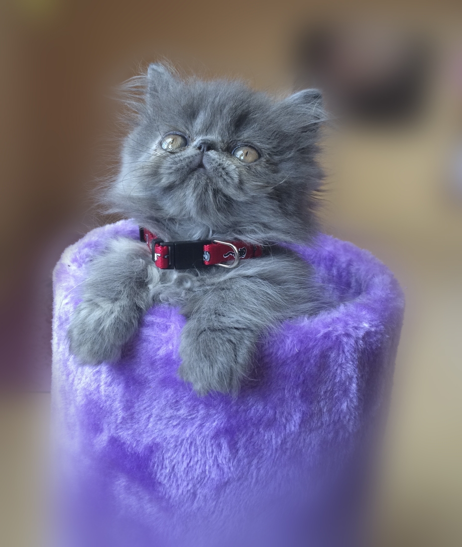 Персидская голубая кошка